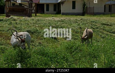 Antilope sauvage blanche addax nasomaculatus pâturant dans une prairie d'été fauchée, Sofia, Bulgarie Banque D'Images