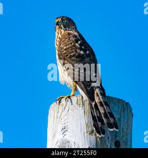 Portrait rapproché d'un Coopers Hawk sur un poteau en bois, Colombie-Britannique, Canada Banque D'Images