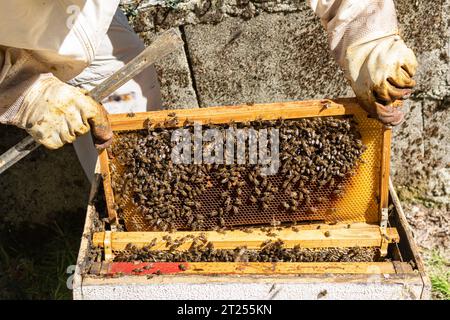 Gros plan d'un apiculteur enlevant un nid d'abeille d'un rucher Banque D'Images