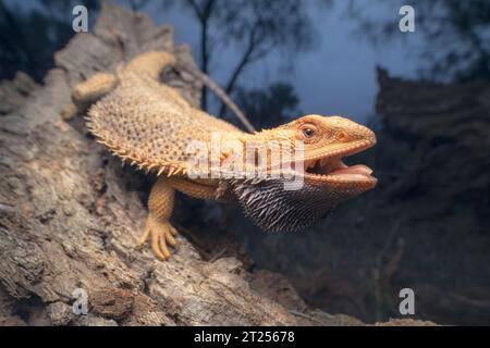 Dragon barbu central sauvage (Pogona vitticeps) en position défensive sur un arbre la nuit, Australie Banque D'Images