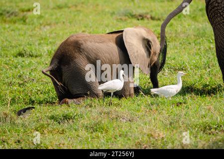 Un veau éléphant à côté de cattel aigrette dans le parc national d'Amboseli au Kenya Banque D'Images