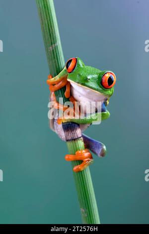 Gros plan d'une grenouille aux yeux rouges sur une plante de bambou, Indonésie Banque D'Images