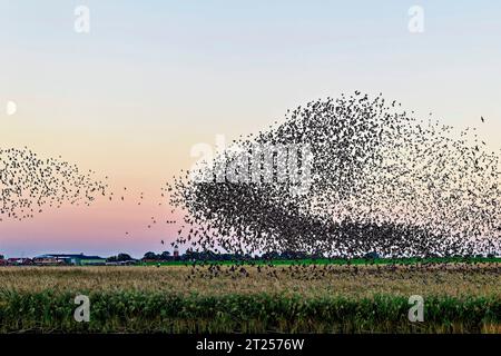 Murmuration d'un troupeau d'étrions au-dessus de la ceinture de roseaux sur la rivière EMS, Petkum, Frise orientale, Basse-Saxe, Allemagne Banque D'Images