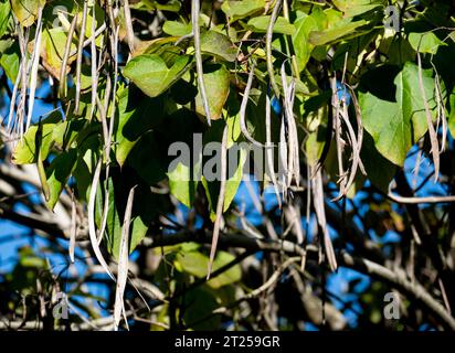 Catalpa bignonioides, arbre à haricots indiens. Banque D'Images