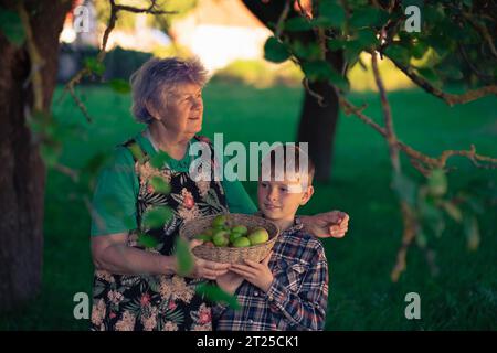 Grand-mère et petit-fils d'apparence européenne dans un verger ombragé de pommes collectent des pommes dans un panier en osier. Valeurs familiales, relations de parenté entre g Banque D'Images