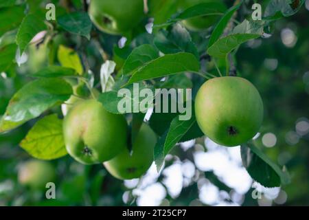 Les pommes mûrissantes sur les branches d'un pommier sont projetées en gros plan. Les pommes mûrissent sur un arbre parmi les feuilles. Les fruits mûrissent dans le jardin. Banque D'Images