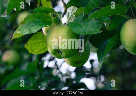 Les pommes mûrissantes sur les branches d'un pommier sont projetées en gros plan. Les pommes mûrissent sur un arbre parmi les feuilles. Les fruits mûrissent dans le jardin. Banque D'Images