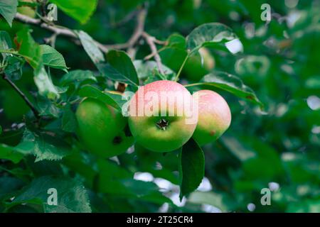 Les pommes mûrissantes sur les branches d'un pommier sont projetées en gros plan. Les pommes mûrissent sur un arbre parmi les feuilles. Les fruits mûrissent dans le jardin. Banque D'Images