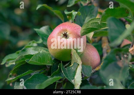 Les pommes mûrissantes sur les branches d'un pommier sont projetées en gros plan. Les pommes mûrissent sur un arbre parmi les feuilles. Les fruits mûrissent dans le jardin. Banque D'Images