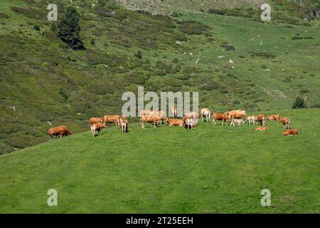 Vaches paissant sur un flanc de montagne photographiées dans les Pyrénées, Espagne. Banque D'Images