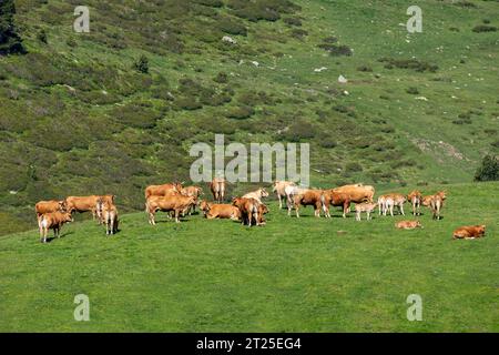 Vaches paissant sur un flanc de montagne photographiées dans les Pyrénées, Espagne. Banque D'Images