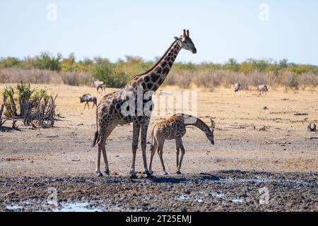 Girafe nubienne (Giraffa camelopardalis), également connue sous le nom de girafe Baringo ou girafe ougandaise mère et sa progéniture buvant de l'eau photographiée à Etos Banque D'Images