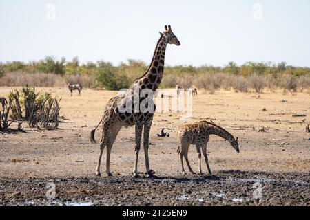 Girafe nubienne (Giraffa camelopardalis), également connue sous le nom de girafe Baringo ou girafe ougandaise mère et sa progéniture buvant de l'eau photographiée à Etos Banque D'Images