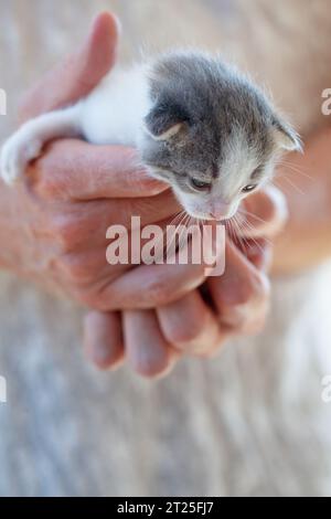 Petit bébé chaton dans les mains de volontaires Banque D'Images