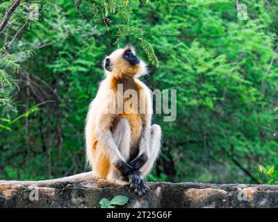 Gris langur (Semnopithecus dussumieri) se trouve sur les ruines d'un mur à Ranthambore, Inde 2019 Banque D'Images