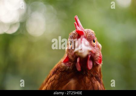 Portrait de poule curieuse regardant la caméra. Mise au point sélective contre le vert natur pour l'espace de copie. Thèmes de la volaille, de l'agriculture biologique et de l'autosuffisance Banque D'Images