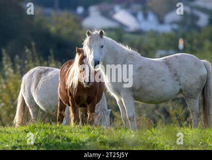 Poneys sauvages de Carneddau Banque D'Images