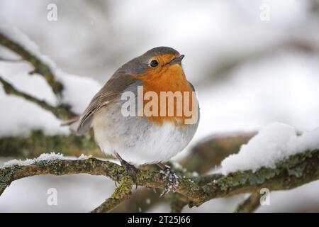 Robin (erithacus rubecula) sur un arbre dans la neige, Allemagne, Rhénanie du Nord-Westphalie Banque D'Images