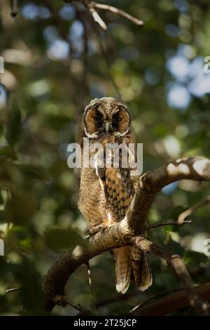 Le hibou aux oreilles longues (ASIO otus بومة أذناء ), également connu sous le nom de hibou aux oreilles longues du nord ou, plus informellement, de hibou à cornes ou de chat, est un M. Banque D'Images