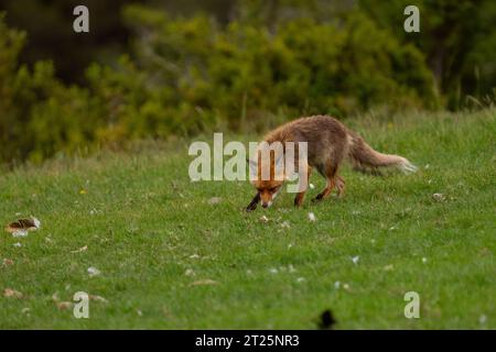 Renard rouge (Vulpes vulpes) photographié dans les Pyrénées, Espagne. Banque D'Images