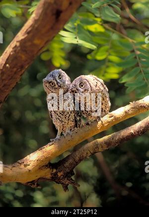 Des chouettes de Scops d'Europe (Otus Scops) sur un arbre, vallée de Hefer, Israël en septembre Banque D'Images