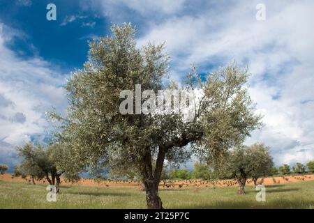 Olivar Mediterráneo en España, olivos fuente de aceite de oliva Banque D'Images