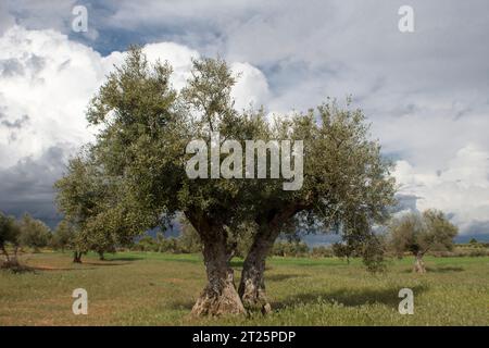 Olivar Mediterráneo en España, olivos fuente de aceite de oliva Banque D'Images