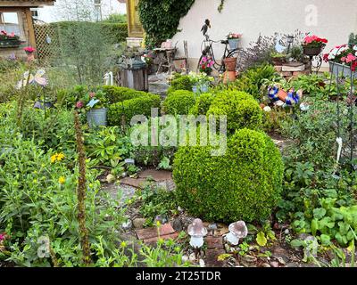 08.10.2023, Garten in Mindelheim, Nach der Behandlung mit einem Buchsbaumzünsler-Gegenmittel sind die Buchsbäumchen in einem Privat-Garten in Mindelheim wieder in saftigem Grün-Bewuchs. 08.10.2023, Schädlingsbekämpfung 08.10.2023, Schädlingsbekämpfung *** 08 10 2023, jardin à Mindelheim, après traitement avec un antidote au buis, les buis dans un jardin privé à Mindelheim sont à nouveau en végétation luxuriante 08 10 2023, lutte antiparasitaire 08 10 2023, lutte antiparasitaire Banque D'Images