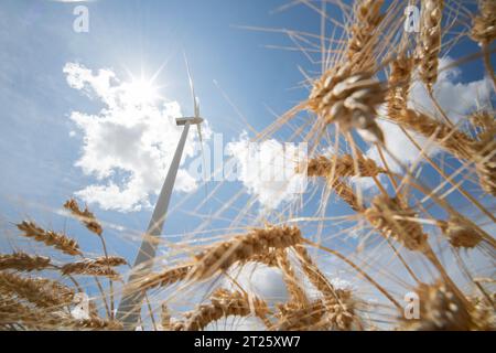 générateur foeld agriculture énergie vent maïs environnement blé vert électricité renouvelable alternative terres agricoles agriculture clouds été Banque D'Images