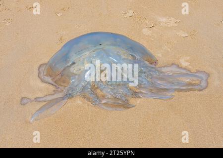 Méduse barrel pondant sur les sables de la plage d'Abersoch à Gwynedd, pays de Galles. Banque D'Images