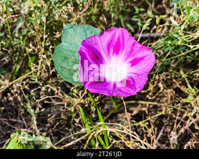 Fleur de gloire du matin ipomoea purpurea par la rue. Banque D'Images