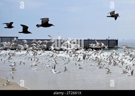 Une clôture à la frontière entre les États-Unis et le Mexique où elle rencontre l'océan Pacifique dans Border Field State Park Beach Banque D'Images