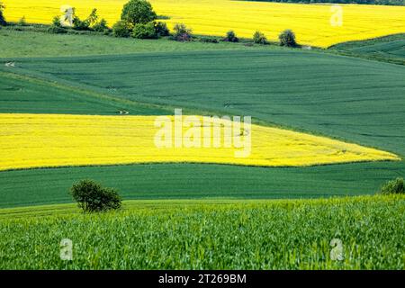 Paysage près de Uslar, district de Northeim, Weser Uplands, sud de la Basse-Saxe, Allemagne, Europe Banque D'Images