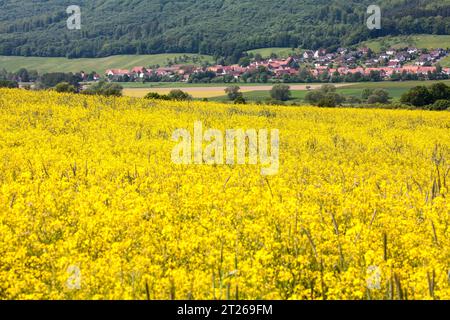 Paysage près de Uslar, district de Northeim, Weser Uplands, sud de la Basse-Saxe, Allemagne, Europe Banque D'Images