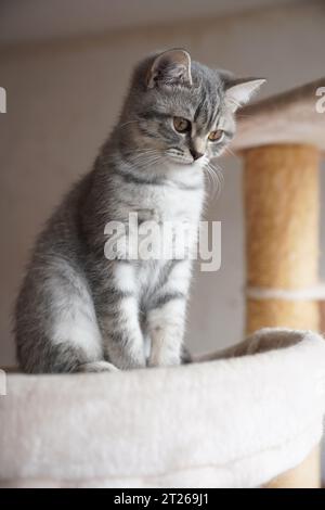 chaton britannique de taille courte tabby argenté assis au sommet d'un arbre à chat Banque D'Images