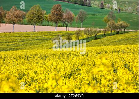 Paysage près de Uslar, district de Northeim, Weser Uplands, sud de la Basse-Saxe, Allemagne, Europe Banque D'Images