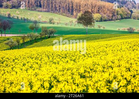 Paysage près de Uslar, district de Northeim, Weser Uplands, sud de la Basse-Saxe, Allemagne, Europe Banque D'Images