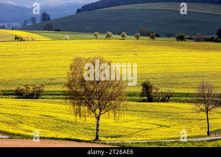 Paysage près de Uslar, district de Northeim, Weser Uplands, sud de la Basse-Saxe, Allemagne, Europe Banque D'Images