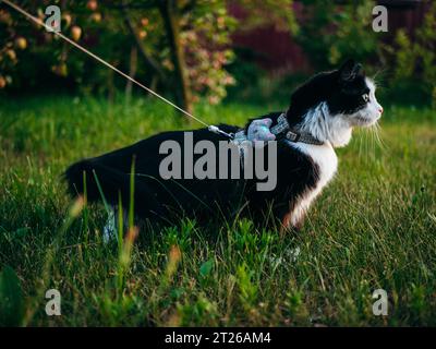Un chat domestique noir et blanc est à l'extérieur, portant un harnais et une laisse, sous la supervision de son propriétaire, explore la zone herbeuse. Banque D'Images