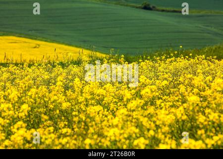 Paysage près de Uslar, district de Northeim, Weser Uplands, sud de la Basse-Saxe, Allemagne, Europe Banque D'Images