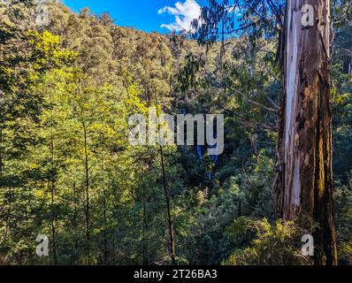 Chutes de Wombelano dans le parc national de Kinglake par une journée de printemps fraîche à Melbourne, Victoria, Australie Banque D'Images