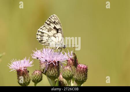 Papillon blanc marbré se nourrissant de fleurs sauvages rampantes de chardon. Hertfordshire, Angleterre, Royaume-Uni. Banque D'Images