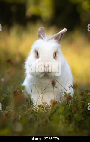Portrait vertical de lapin blanc dans l'herbe. Vue de face de Lionhead Rabbit à l'extérieur sur Meadow. Faible profondeur de champ de Furry PET dans le jardin. Banque D'Images