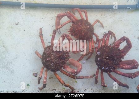 Ferme ostréicole dans la baie de Morlaix, Bretagne Banque D'Images