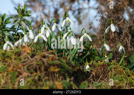 Aimant de Galanthus, aimant de Galanthus nivalis, aimant de chute de neige, étroit, feuilles, fleurs blanches solitaires avec une marque verte en forme de V à la fin de l'hiver et earl Banque D'Images