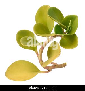 feuillage peperomia, peperomia magnoliifolia, plante d'intérieur avec des feuilles vertes brillantes et attrayantes en forme de cuillère, isolé sur fond blanc Banque D'Images