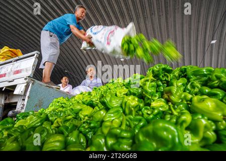 Comté de Luannan, Chine - 26 août 2023 : les producteurs de légumes déchargent des piments Chili. Banque D'Images