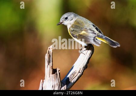 Paruline femelle américaine redstart pendant la migration d'automne Banque D'Images