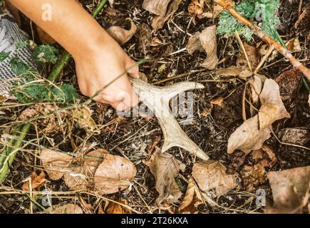 Gros plan de la main d'un enfant ramassant une trouvaille précieuse - une corne de chevreuil tombée dans les bois - concept de signes de présence animale et de trouver un animal t Banque D'Images