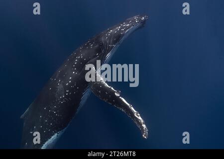 Baleine à bosse dans les eaux bleues profondes des Tonga. Banque D'Images